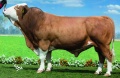 GURIGA