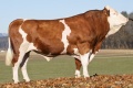 GS RAICHLE