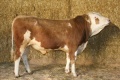 GS RUKAN