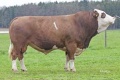 GS WILHELM