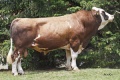MELENAOS