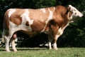 REDOUTE