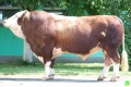 HULKOR