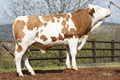 GS ELVIS
