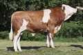 GS HENDORF