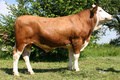 GS HUMAX