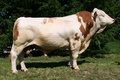 GS MIMERA
