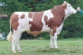 GS OBELIX