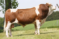 GS OTHELLO