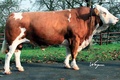 WAL