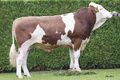 REMMEL