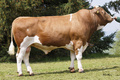GS WALDBACH