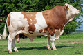 GS VULVUS