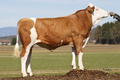 GS WATTKING