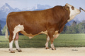 GS WALLIS