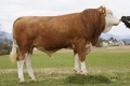 GS MYSTERIUM Pp