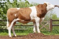 GS VARIN